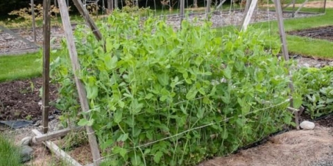 5 Opcija kako sami napraviti nosač od graška